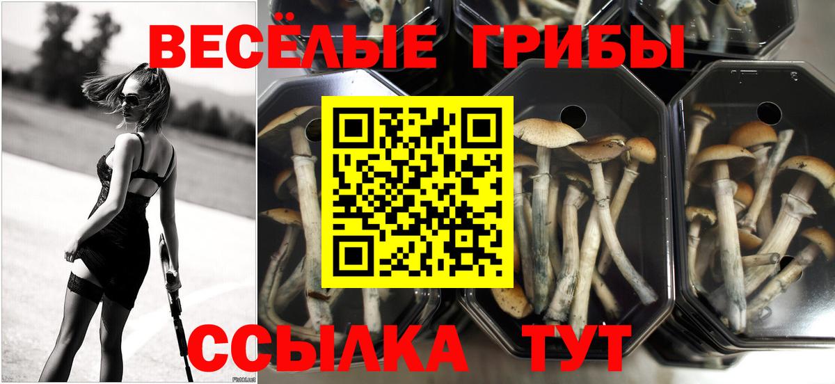 купить наркотик  Вход с VPN  Лабытнанги  Галлюциногенные грибы Psilocybine cubensis 